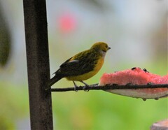 Tangara icterocephala