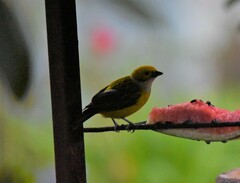 Tangara icterocephala