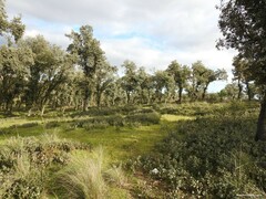 Celtica gigantea
