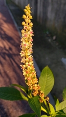 Phytolacca heterotepala