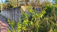 Phytolacca heterotepala