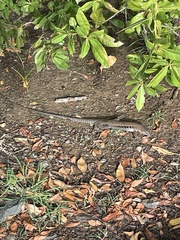 Pholidoscelis exsul