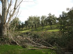 Populus × canadensis