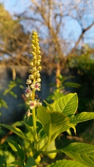 Phytolacca heterotepala