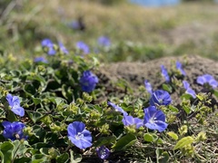 Jacquemontia pentanthos