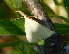 Polypogon tentacularia