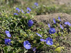 Jacquemontia pentanthos