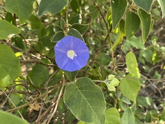 Jacquemontia pentanthos