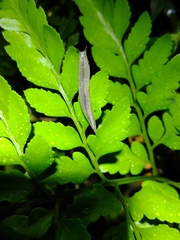 Meghimatium pictum