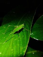 Engonia