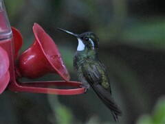 Lampornis castaneoventris