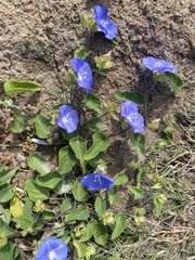 Jacquemontia pentanthos