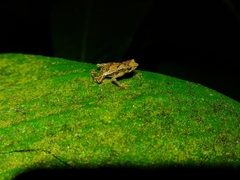 Dendrophryniscus imitator