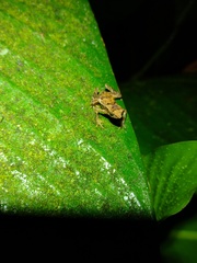 Dendrophryniscus imitator