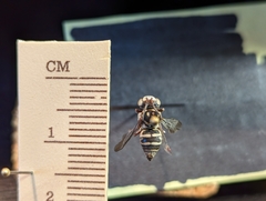 Triepeolus