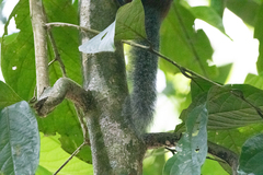 Sundasciurus hippurus