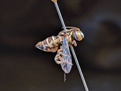 Triepeolus