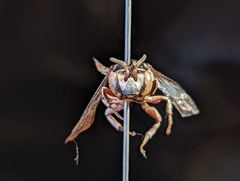 Triepeolus