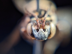 Triepeolus