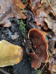 Stereum subtomentosum