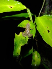 Dendrophryniscus imitator