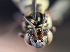 Triepeolus