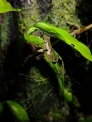 Dendrophryniscus imitator