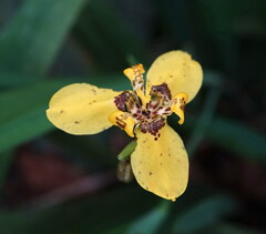 Trimezia martinicensis