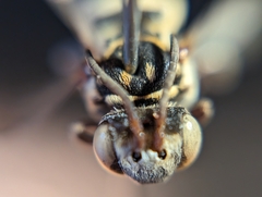 Triepeolus