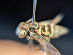 Triepeolus