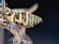 Triepeolus