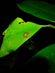 Simpulopsis