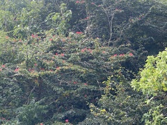 Calliandra surinamensis