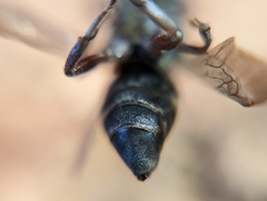 Triepeolus
