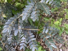 Calliandra surinamensis