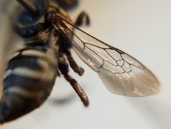 Triepeolus