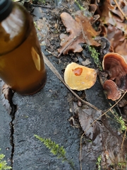 Stereum subtomentosum