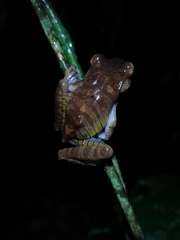 Bokermannohyla hylax