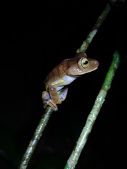 Bokermannohyla hylax