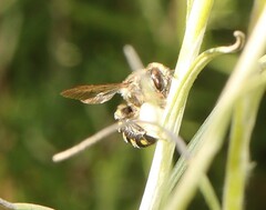 Anthidium septemspinosum