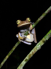 Bokermannohyla hylax