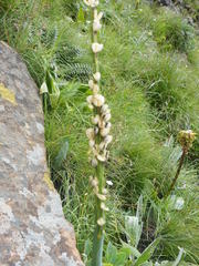 Drimia macrocentra