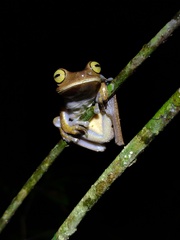 Bokermannohyla hylax