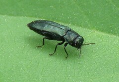 Agrilus cyanescens
