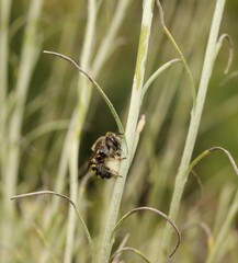 Anthidium septemspinosum
