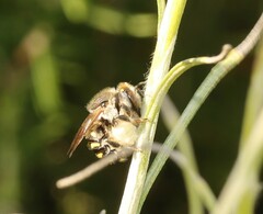 Anthidium septemspinosum
