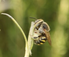 Anthidium septemspinosum