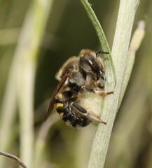 Anthidium septemspinosum