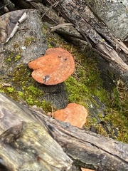 Trametes sanguinea