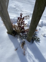 Sceptridium dissectum